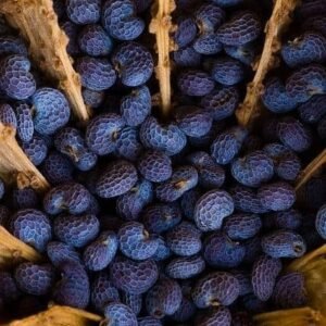 Blue dried poppy head dyed decorative poppy pod for crafts and floral décor.