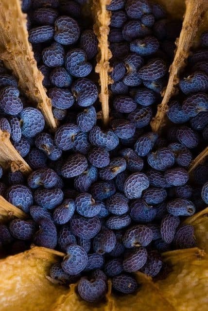 Blue dried poppy head dyed decorative poppy pod for crafts and floral décor.