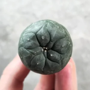 lophophora williamsii seeds | Lophophora koehresii 2.5-3.5cm (Peyote)