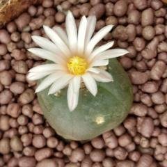 Lophophora Alberto Vojtechii, KSM 762 San Luis Potosi 1kg