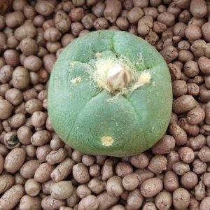Lophophora Alberto Vojtechii, KSM 762 San Luis Potosi 1kg - Image 3