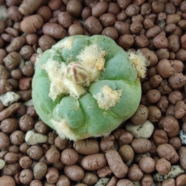 Lophophora Alberto Vojtechii, KSM 762 San Luis Potosi 1kg - Image 2