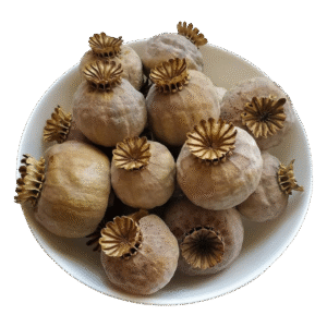 Opium pods 5lb 420, Buy opium Pods,poppy pods