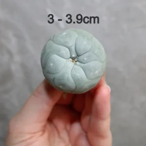 Peyote sale | Lophophora fricii v. Super White 3.0-3.9cm (Peyote)