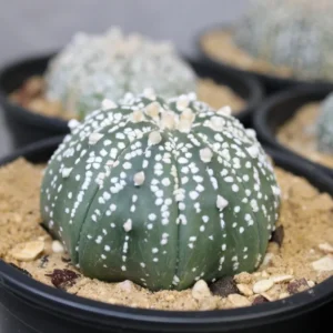 Peyote seeds | Astrophytum asterias cv. Superkabuto