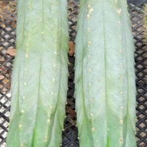 San Pedro Cactus