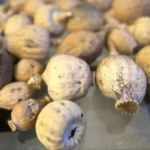 5lbs Bulk Dried Poppy Pods Without Seeds for Crafts and Floral Arrangements