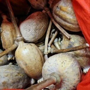 Large dried poppy heads natural decorative poppy pods for crafts and floral arrangements