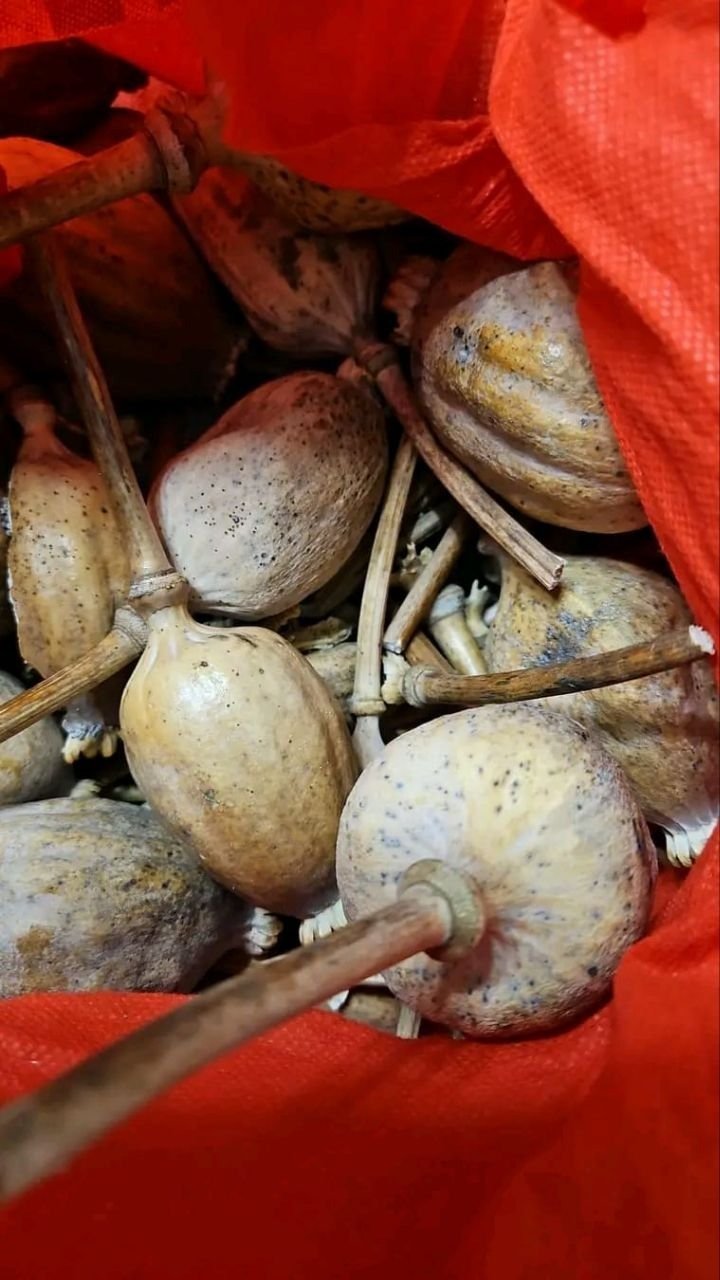 Large dried poppy heads natural decorative poppy pods for crafts and floral arrangements