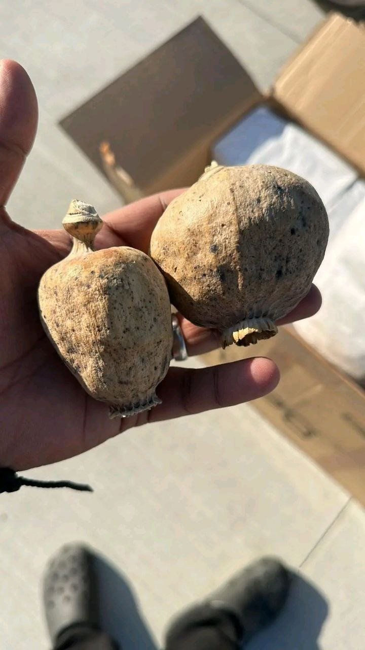 Big Poppy Head - Image 4