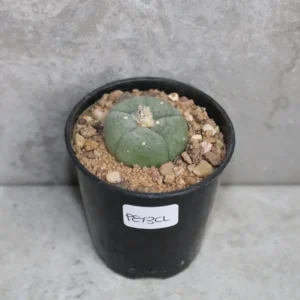 peyote plant for sale | Lophophora williamsii 2-3cm (Peyote)