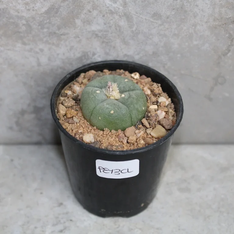Lophophora williamsii
